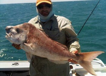 Spencer Gulf snapper sojourn